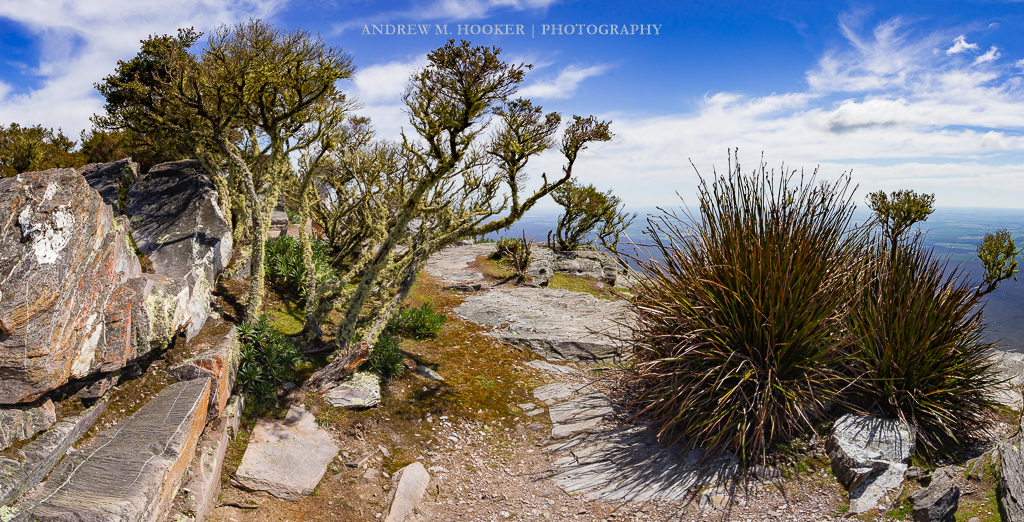 Stirling Range Plants